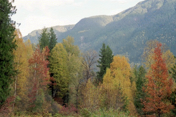 Trees in Canada