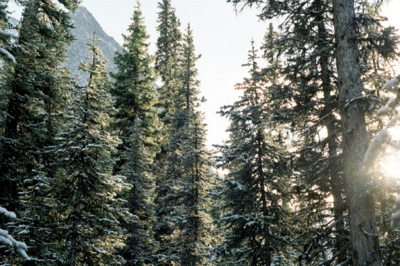 Trees in Canada