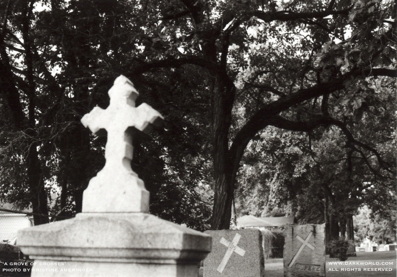 A grove of crosses