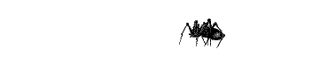 spiders