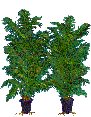 plant