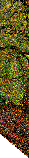 Public Gardens hedges