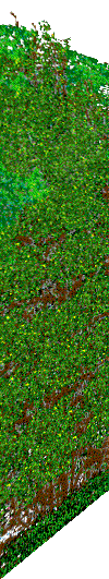 Public Gardens hedges