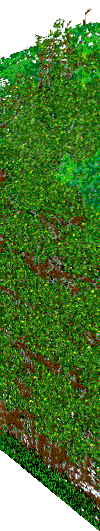 Public Gardens hedges