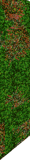 Floral Gardens hedges
