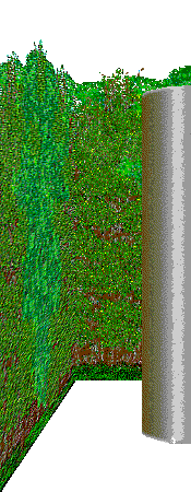 Public Gardens hedges