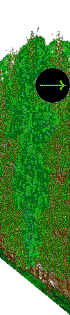 Public Gardens hedges