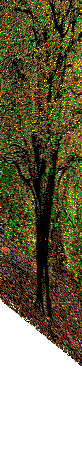 Public Gardens hedges