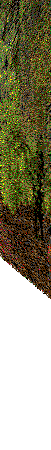 Floral Gardens hedges