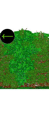 Public Gardens hedges
