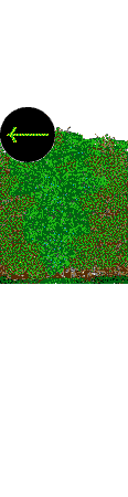 Public Gardens hedges