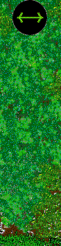 Public Gardens hedges