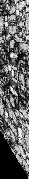 wall
